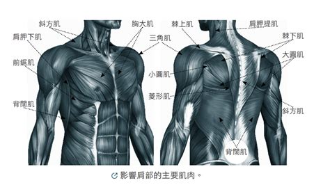 背部長毛原因|肩膀長毛：處理與就醫